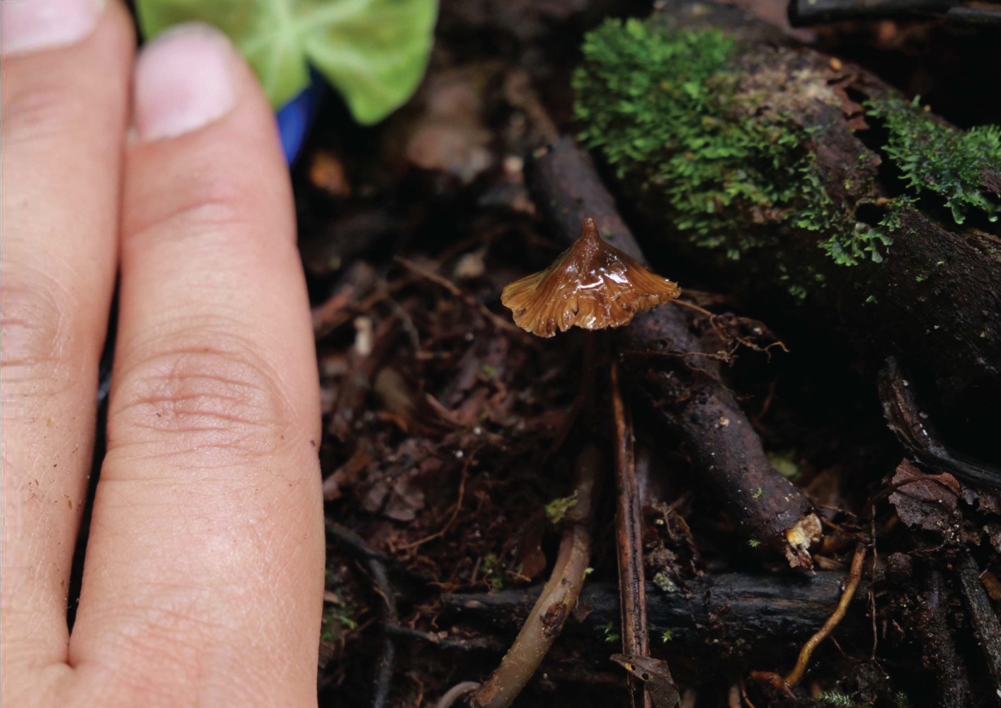 New Species of Magic Mushroom Named After Legendary Mycologist Paul